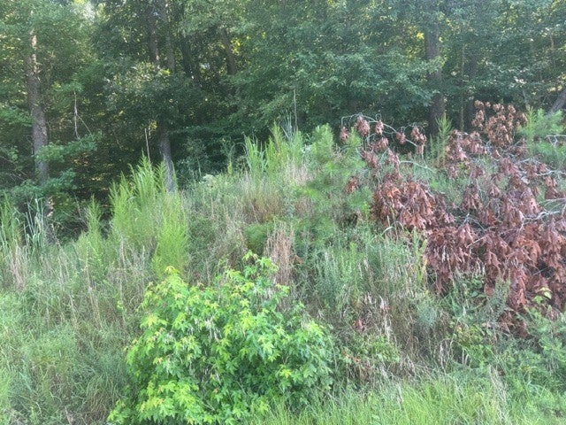 16.54 ACRES - COMBINED TRACTS 7, 8 & 9 CARROLL HOLLOW RD WAYNESBORO TN — PHOTO / SURVEY 6